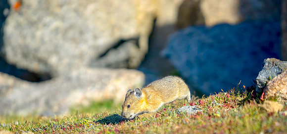 Pika-2211-1