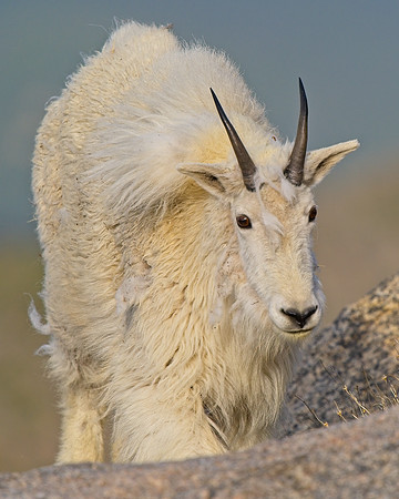 MT EVANS 7-4 (112)