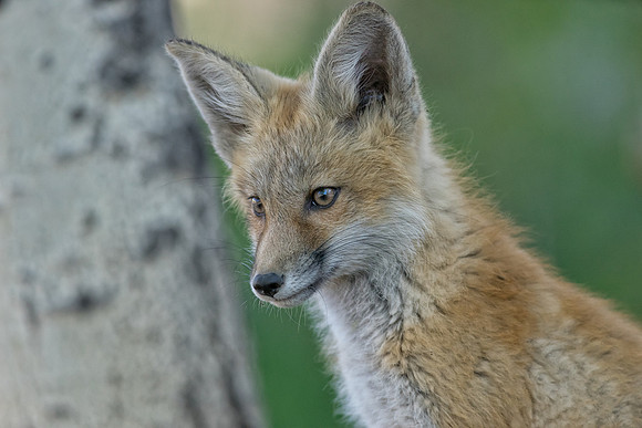 Fox Kit-00935