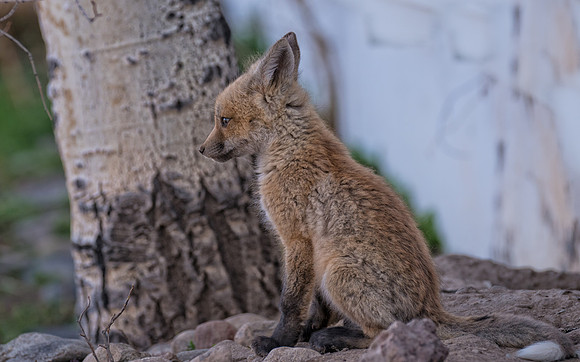 Fox Kit-08053