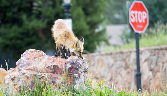 Red Fox-6011-1