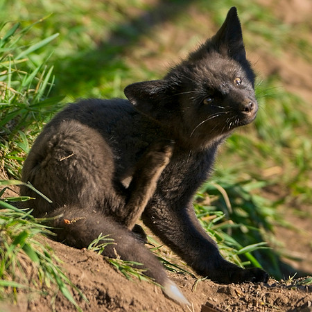 Fox Kit-7425