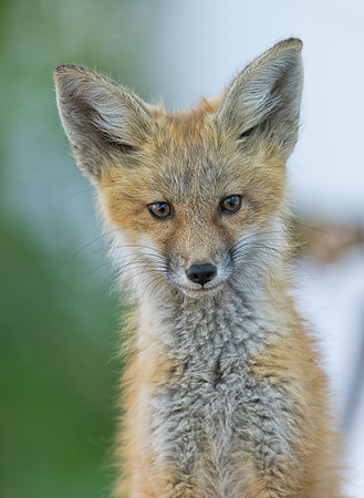 Fox Kit-01472