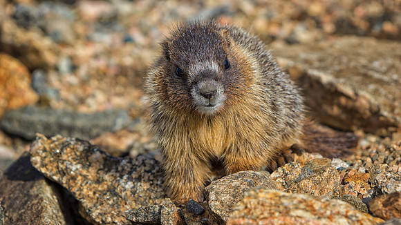 Marmot Baby-9603-1