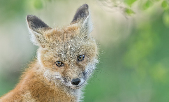 Fox Kit-01442