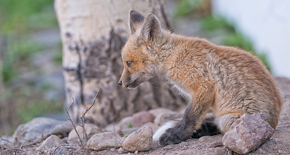 Fox Kit-07969