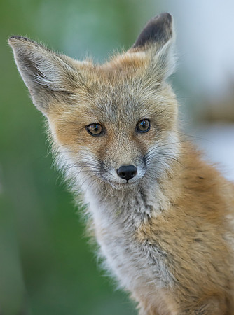 Fox Kit-01178