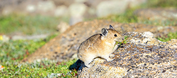 Pika-0463-1