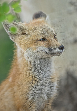 Fox Kit-01602