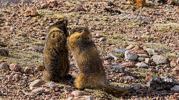 Sumo Marmot-3217-3217