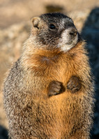 Marmot Baby-02802