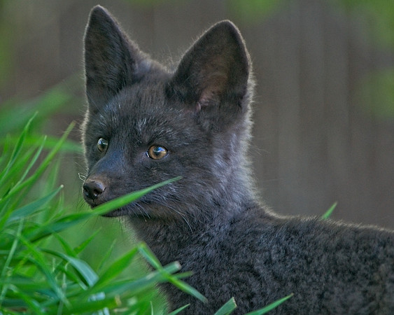Fox Kits-0102