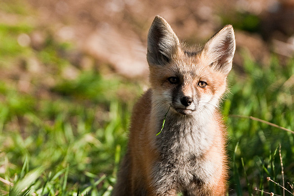 Fox Kit-4899