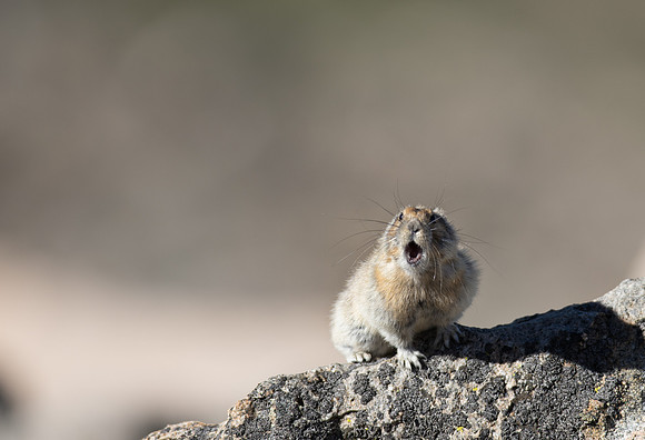 Pika Barking-03693