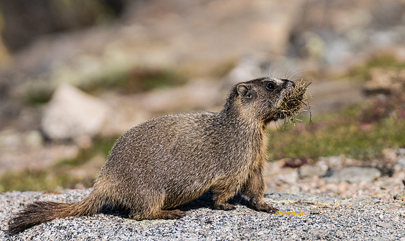 Marmot Gathering-04285