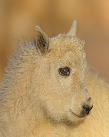 Mt Evans 7-30 (93)