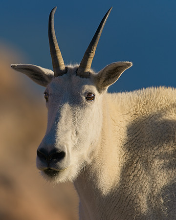 Mt Evans 7-30 (128)