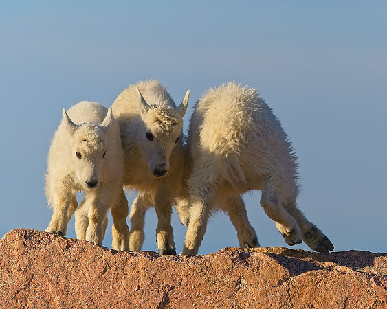 Mt Evans 7-30 (199)