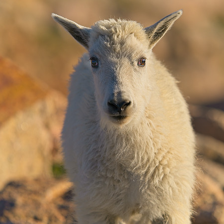 Mt Evans 7-30 (156)