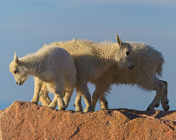 Mt Evans 7-30 (201)