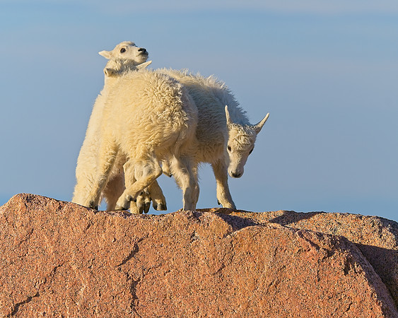 Mt Evans 7-30 (226)