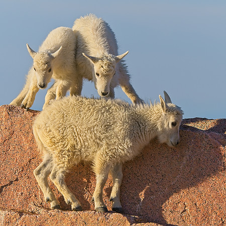 Mt Evans 7-30 (248)