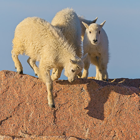 Mt Evans 7-30 (255)