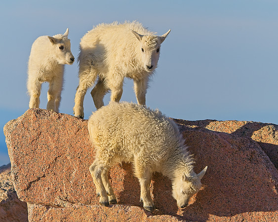 Mt Evans 7-30 (261)