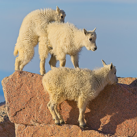 Mt Evans 7-30 (263)