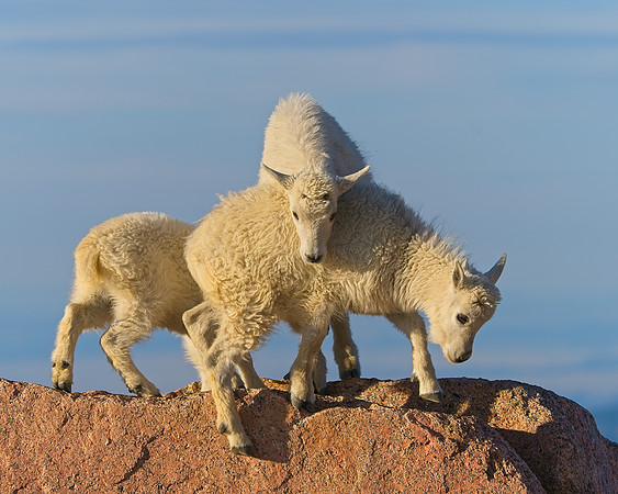 Mt Evans 7-30 (331)
