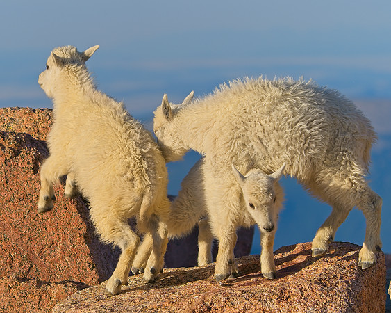 Mt Evans 7-30 (366)