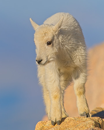 Mt Evans 7-30 (399)
