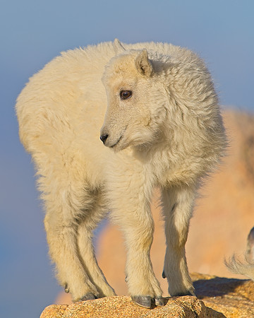 Mt Evans 7-30 (403)