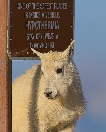 Mt Evans 7-30 (411)
