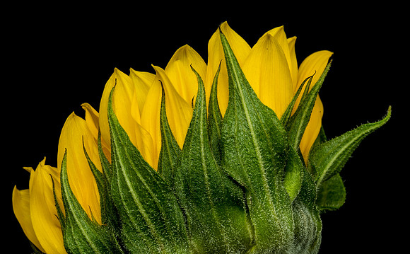 Floral Macro-06188