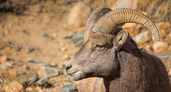Bighorn Ram Portrait-6207-1