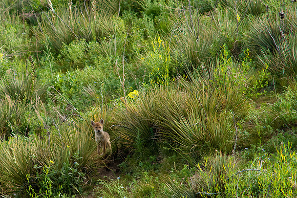 Coyote Pups-8752