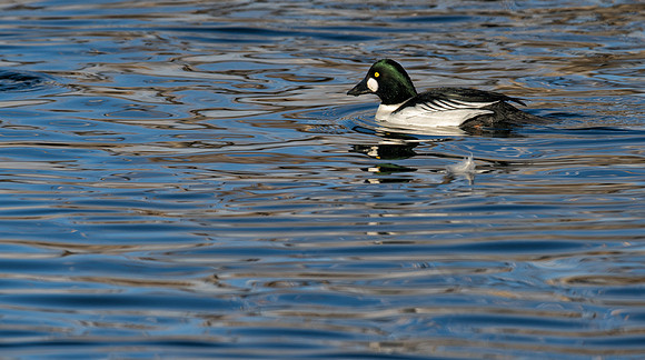 Goldeneye-08241