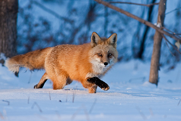 Red Fox-00143