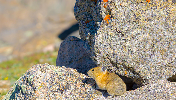 Pika-0740-1