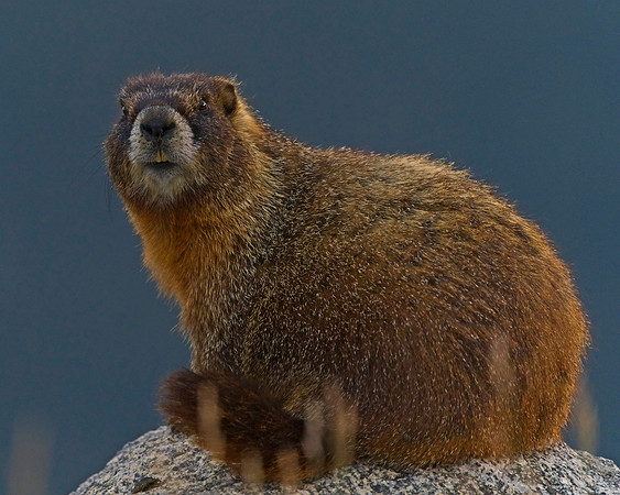 Mt Evans 8-21 (24)