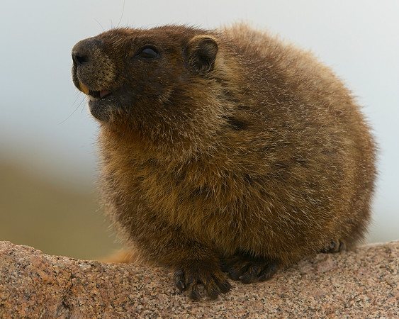 MT EVANS 8-6 (217)
