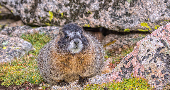 Baby Marmot-9122-
