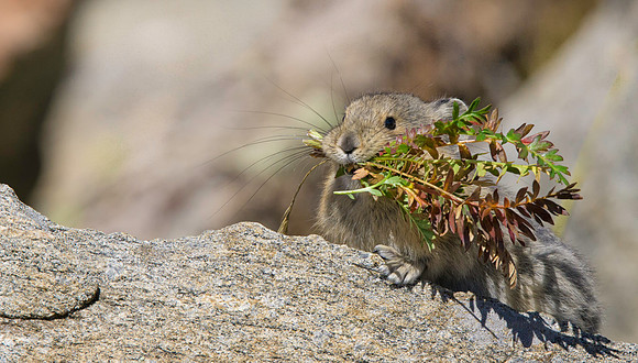 Pika with Hay-4145-2