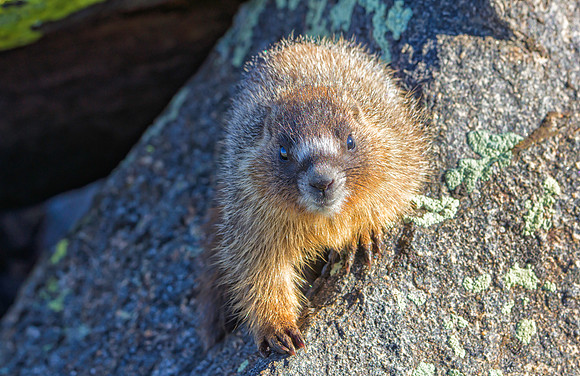 Marmot Baby-9926-1