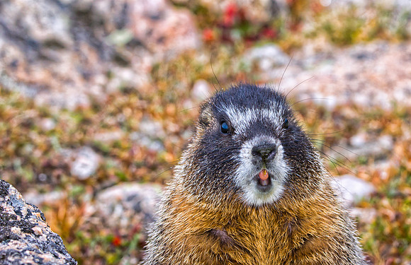 Baby Marmot-9243-