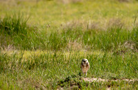 Burrowing Owl-3207