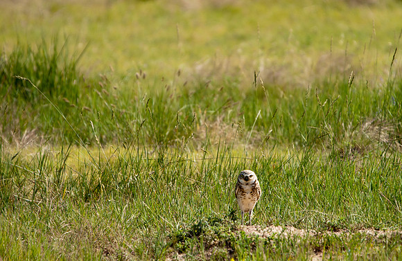Burrowing Owl-3207