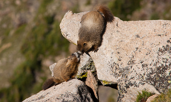 Baby Marmot-8533