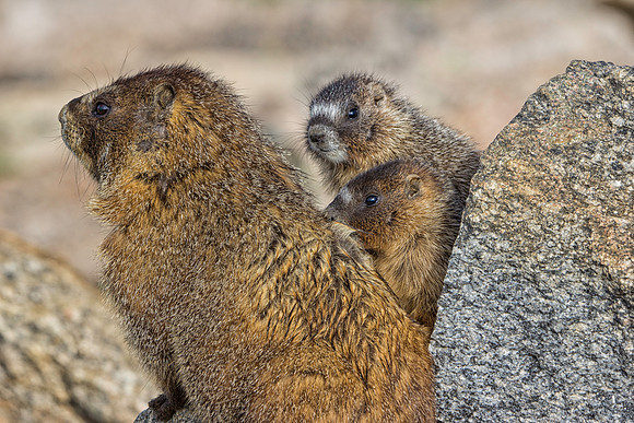 Marmot Momma & Pups-9278-1